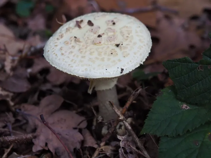 Vagevuurbos en Lippensgoed-Bulskampveld (België)